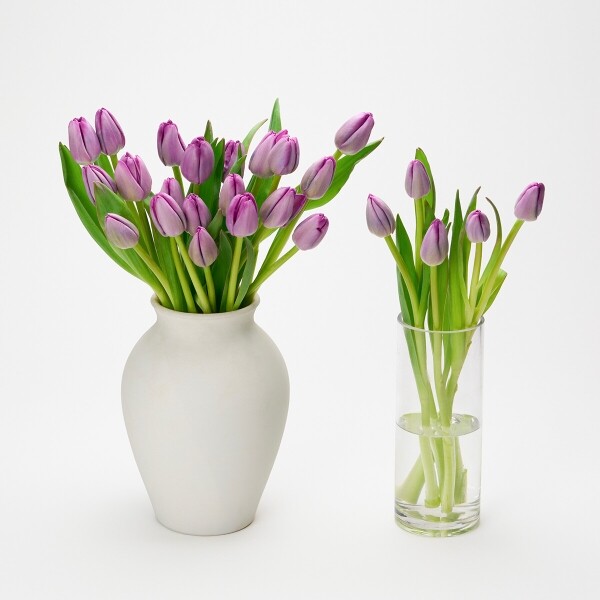 꽃집청년들,보라 튤립 5대