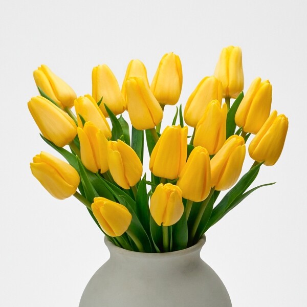 꽃집청년들,옐로우 튤립 5대