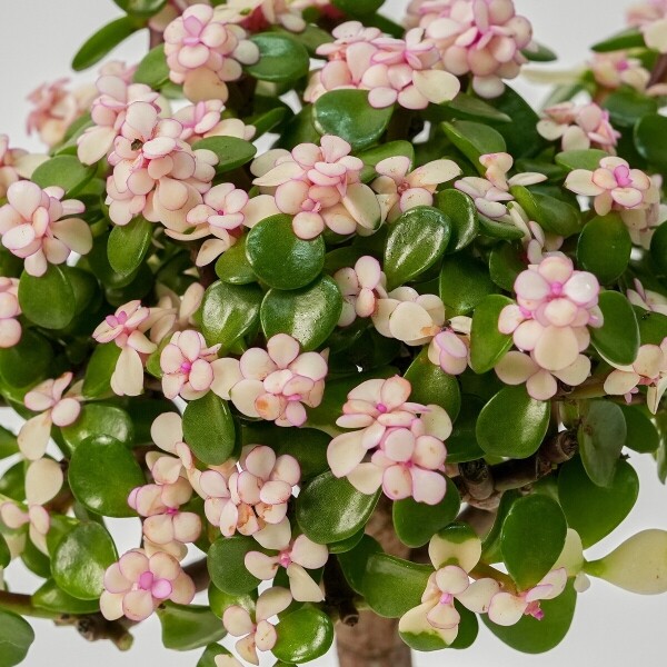 꽃집청년들,미니 핑크 아악무