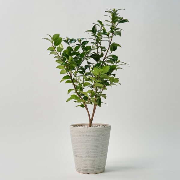 꽃집청년들,동백나무(서울한정)