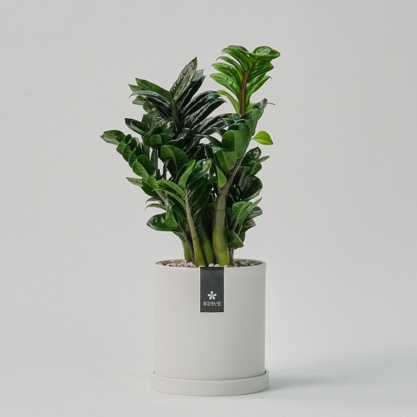 꽃집청년들,미니 보석금전수