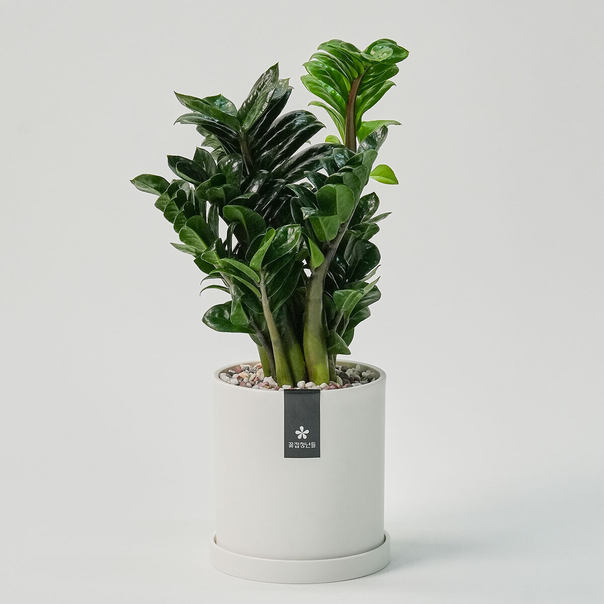 꽃집청년들,미니 보석금전수