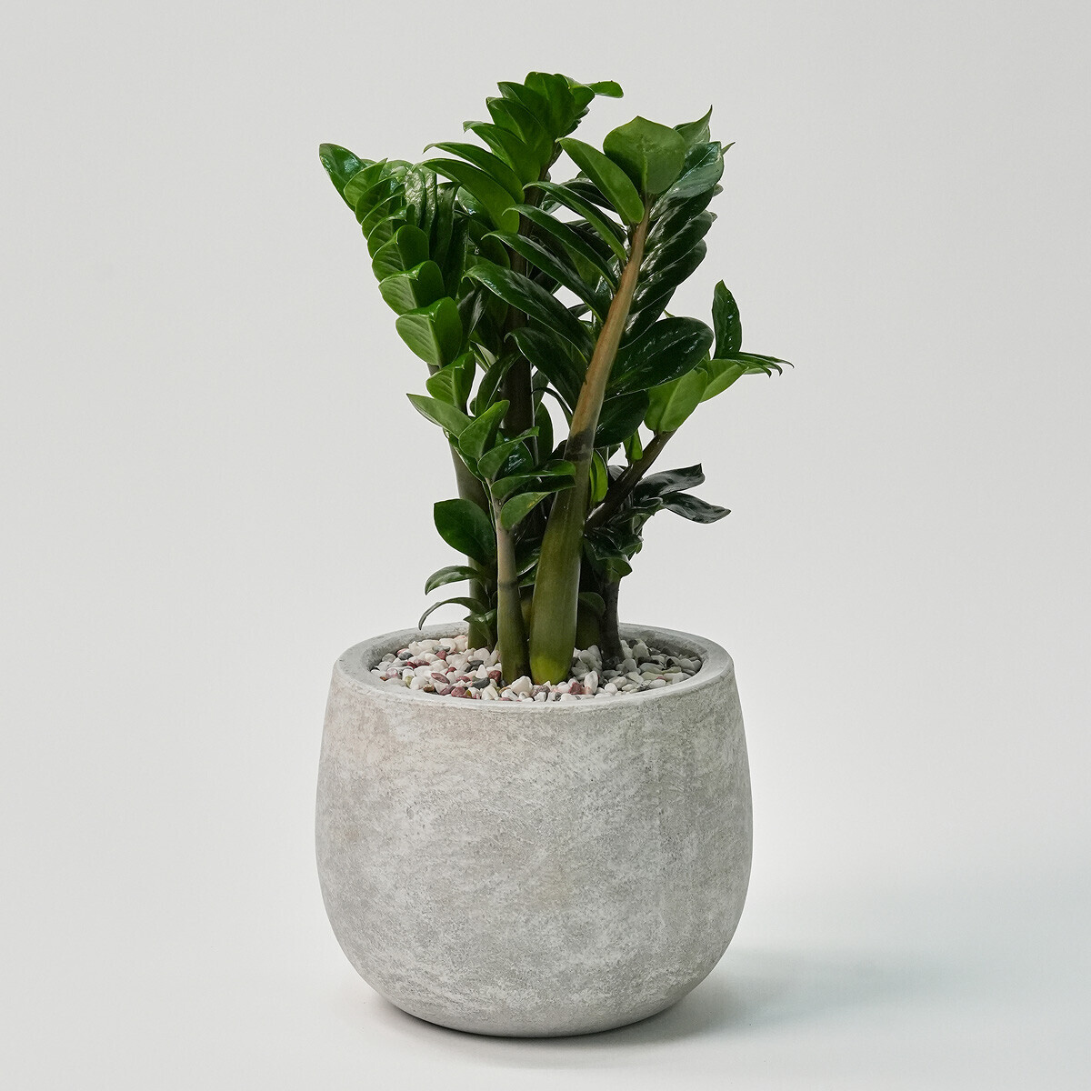 꽃집청년들,보석금전수(서울한정)