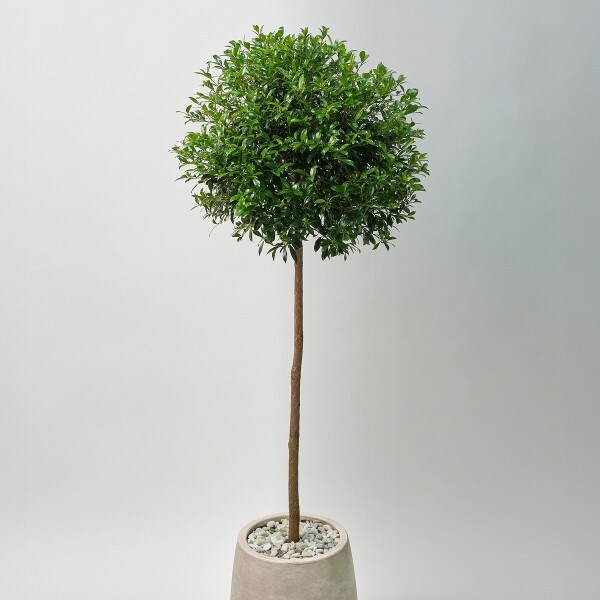 꽃집청년들,피어리스 2호(서울한정)