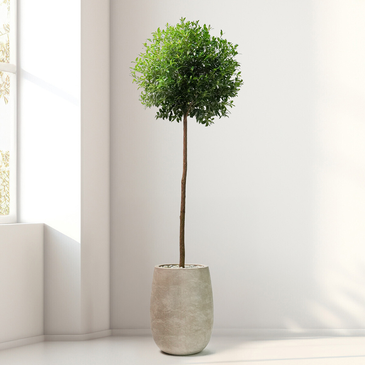 꽃집청년들,피어리스 2호(서울한정)