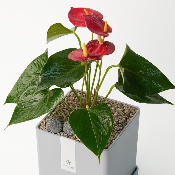 꽃집청년들,안시리움 모던라인 1호