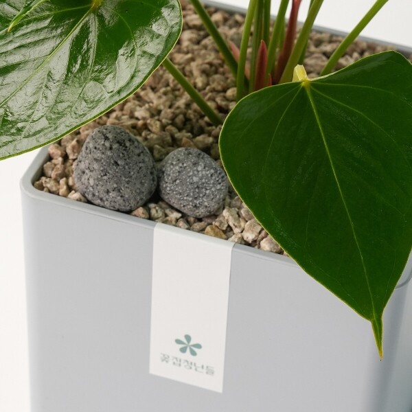 꽃집청년들,안시리움 모던라인 1호