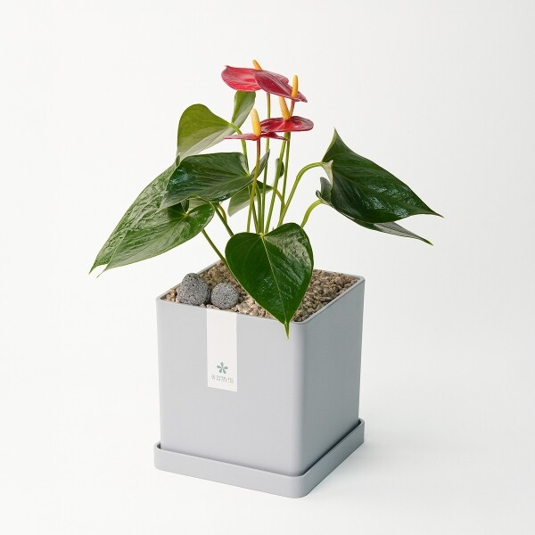 꽃집청년들,안시리움 모던라인 1호