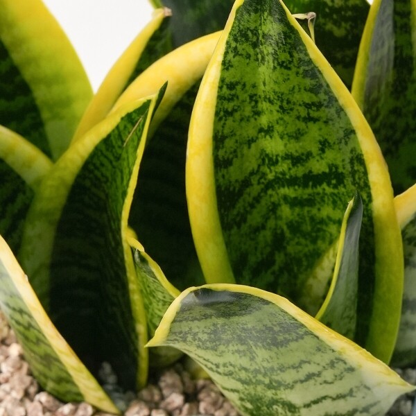 꽃집청년들,산세베리아 모던라인 1호