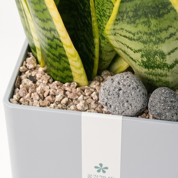 꽃집청년들,산세베리아 모던라인 1호