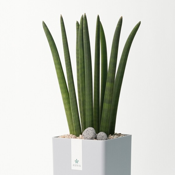 꽃집청년들,스투키 모던라인 1호