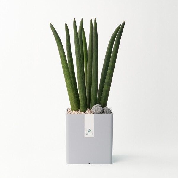 꽃집청년들,스투키 모던라인 1호