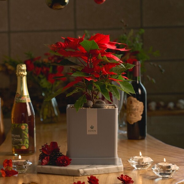 꽃집청년들,포인세티아 모던라인