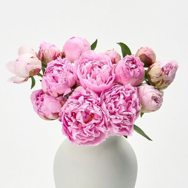 꽃집청년들,사라 작약 5대