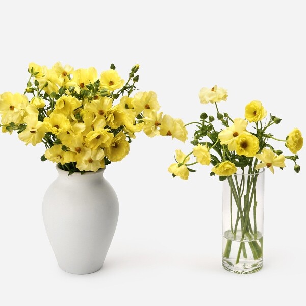 꽃집청년들,버터플라이 노랑 5대