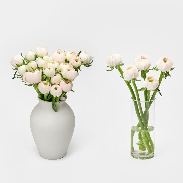 꽃집청년들,라넌큘러스 하노이 5대