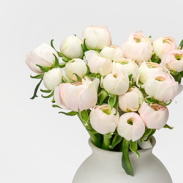 꽃집청년들,라넌큘러스 하노이 5대