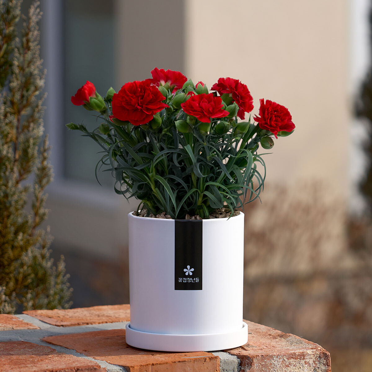 꽃집청년들,어버이날 카네이션 화분