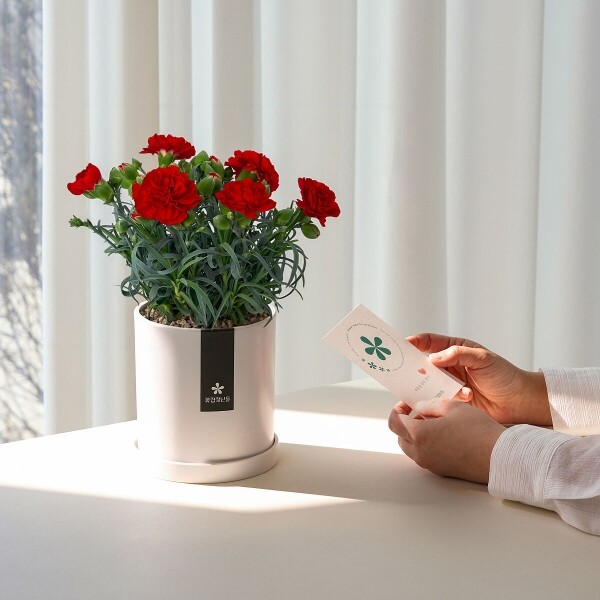 꽃집청년들,어버이날 카네이션 화분
