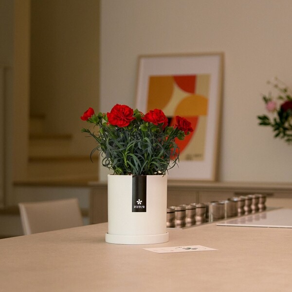 꽃집청년들,어버이날 카네이션 화분