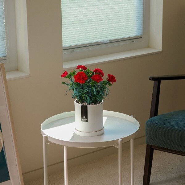 꽃집청년들,어버이날 카네이션 화분