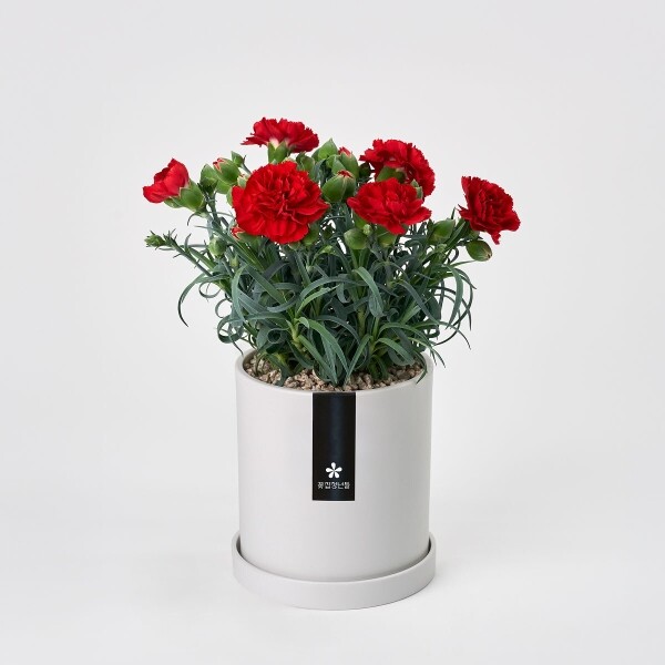 꽃집청년들,어버이날 카네이션 화분