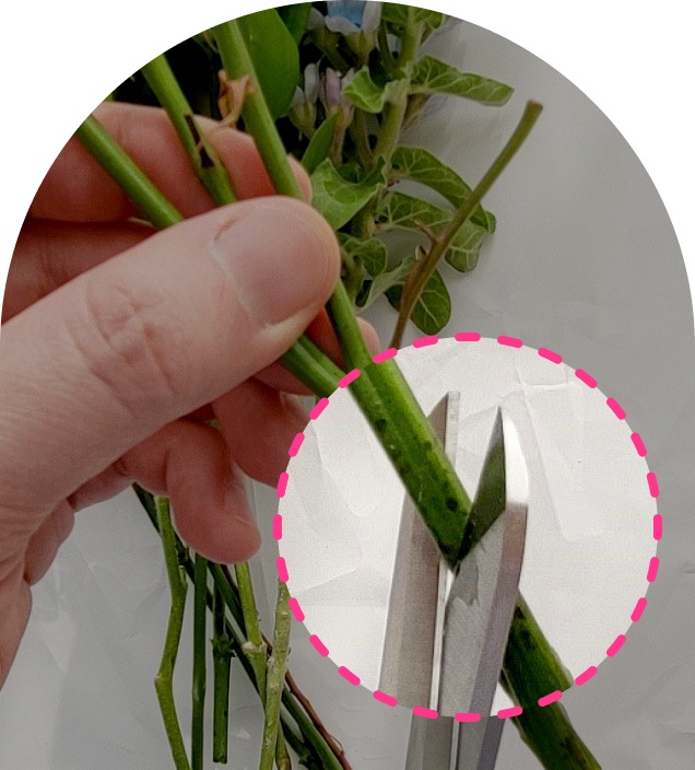 줄기 사선 자르는 모습