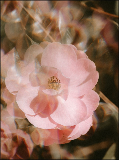 유럽으로 점차 퍼지던 꽃말 문화