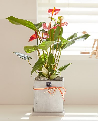 안시리움 모던라인 1호