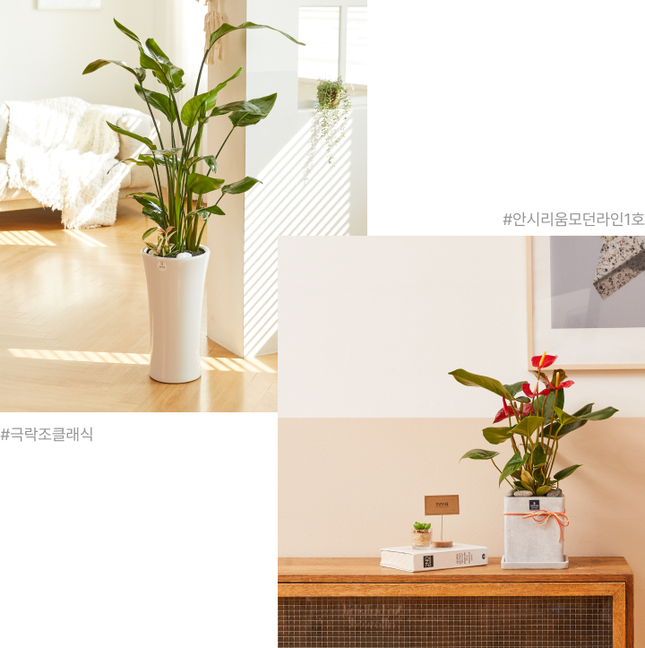 극락조와 안시리움