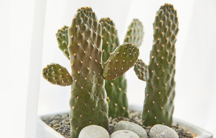 만세선인장 모습