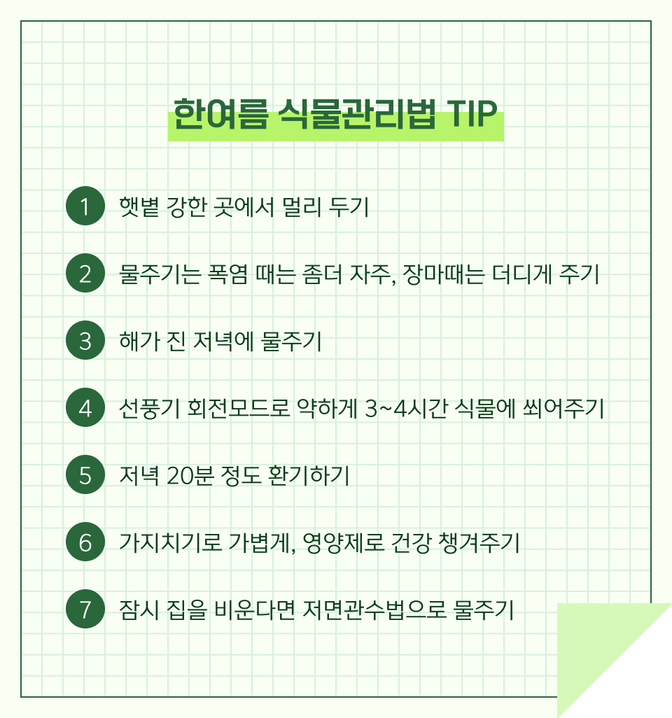 한여름 식물관리법 TIP