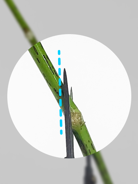 줄기 끝을 사선을 잘라주세요.