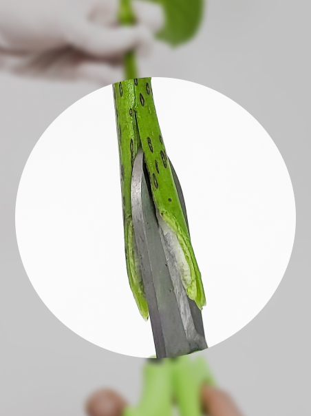 줄기 끝을 반으로다시 잘라주세요.