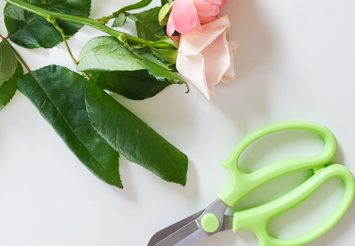 장미, 작약, 가위, 꽃가위, 꽃손질, 컨디셔닝