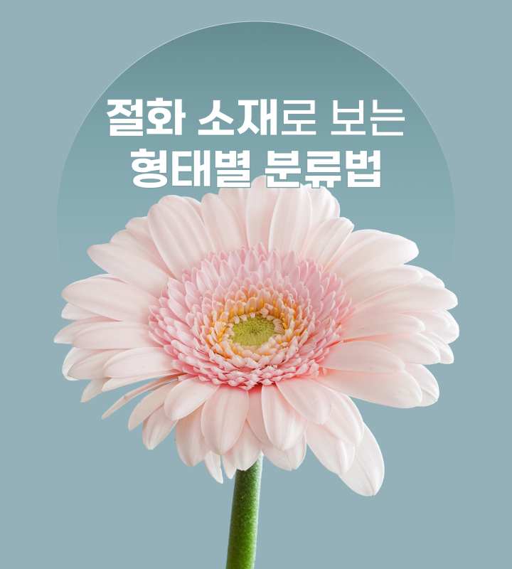 꽃집청년들, 거베라, 꽃, 절화