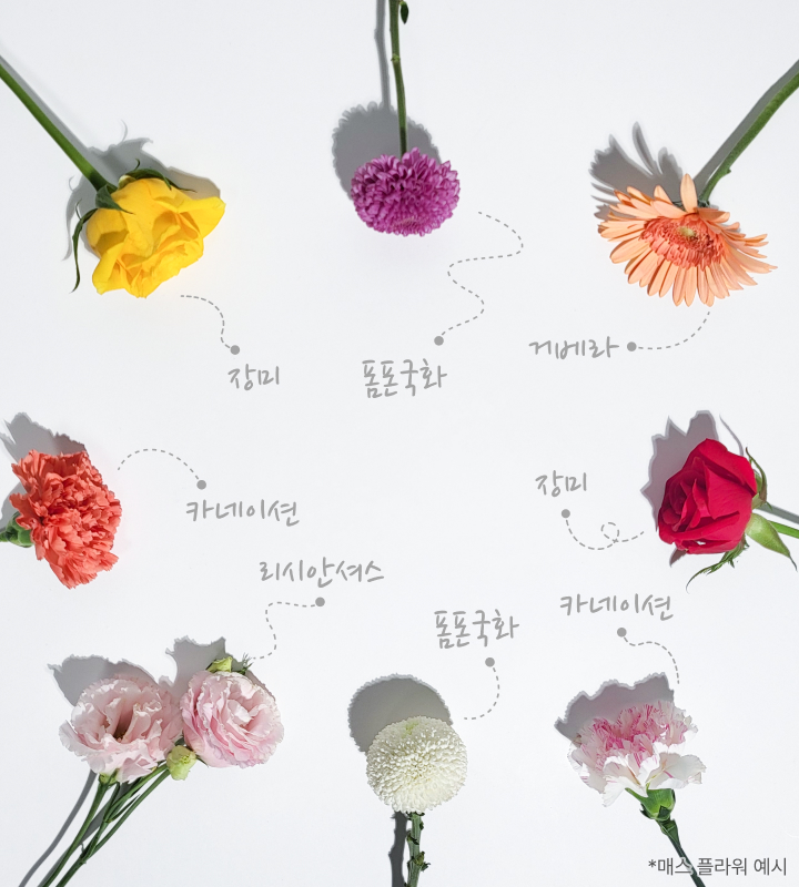 장미, 폼폰국화, 카네이션, 리샨셔스, 리시안셔스, 거베라, 매스 플라워, 절화소재
