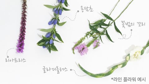 리아트리스, 글라디올러스, 용담초, 꽃범의 꼬리, 라인 플라워, 꽃소재, 절화소재