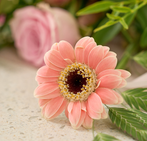 거베라, 꽃, 꽃배달, 절화, 꽃분류법