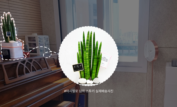 스투키,화분선물,입주선물,공기정화식물,테이블화분,음악학원화분