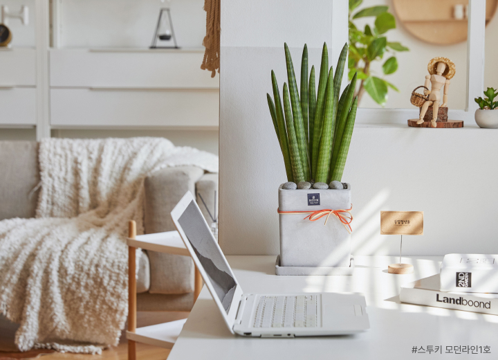 인테리어식물, 인테리어화분, 플랜테리어, 스투키화분, 스투키