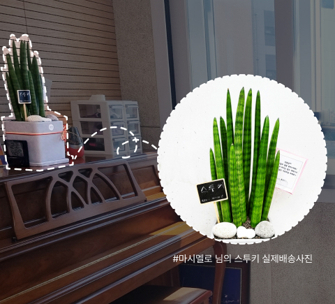 스투키,화분선물,입주선물,공기정화식물,테이블화분,음악학원화분