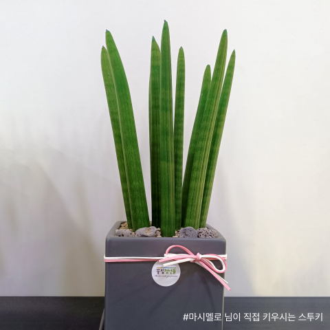 스투키, 꽃집청년들, 꽃배달, 전국꽃배달, 공기정화식물