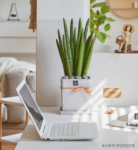 인테리어식물, 인테리어화분, 플랜테리어, 스투키화분, 스투키