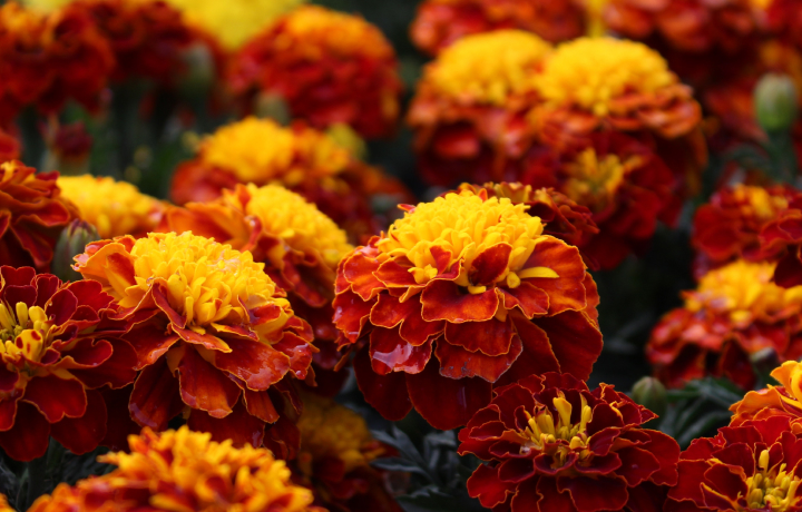 메리골드,프렌치메리골드,반드시오고야말행복,프렌치 메리골드,메리골드 꽃말