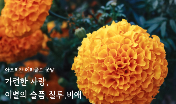 메리골드,아프리칸 메리골드,아프리카메리골드,메리골드 꽃말