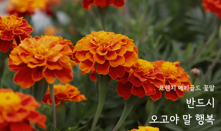 메리골드,프렌치메리골드,프렌츠 메리골드,반드시 오고야 말 행복,좋은 꽃말