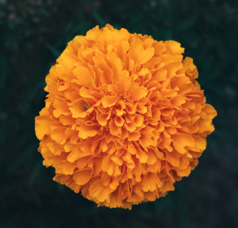 메리골드,매리골드,marigold,merigold