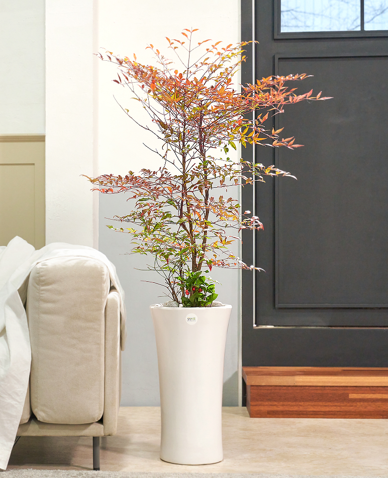 남천 클래식 1호