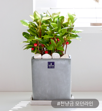 앙증맞고 귀여운 매력의‘천냥금’